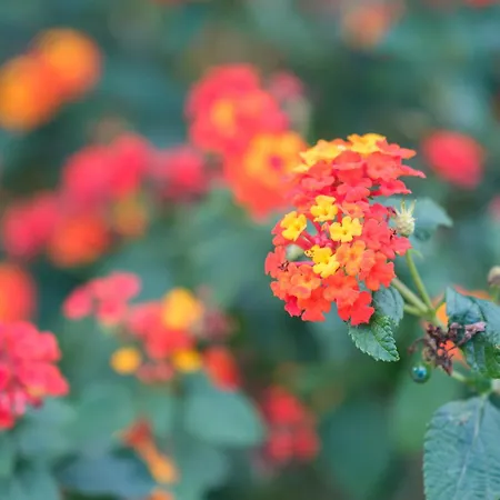 La Casa Bianca Villa Lipari (Isola Lipari)