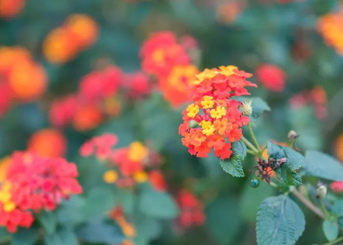 La Casa Bianca Vila Lipari (Isola Lipari)