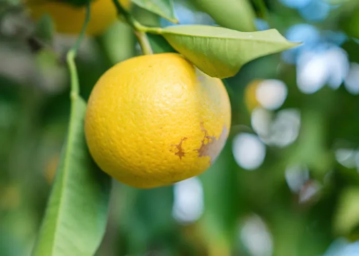 La Casa Bianca Città di Lipari